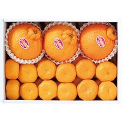 DK-50　鹿児島県産　大将季・桜島小みかん