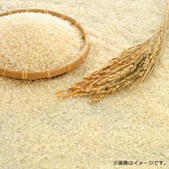 H-49 R7年産 北海道東川産東川米ななつぼし