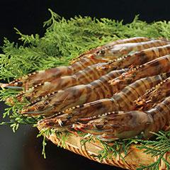 鹿児島県産　活き〆冷凍車海老（養殖）