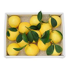 OH-1　温室「種なし日向夏」